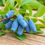Blue Haskap Honeyberry Live Plant for Planting, Honeyberrie Plant Live 5-8 Inches Tall, Cold Hardy Fruit Bush for Home Garden