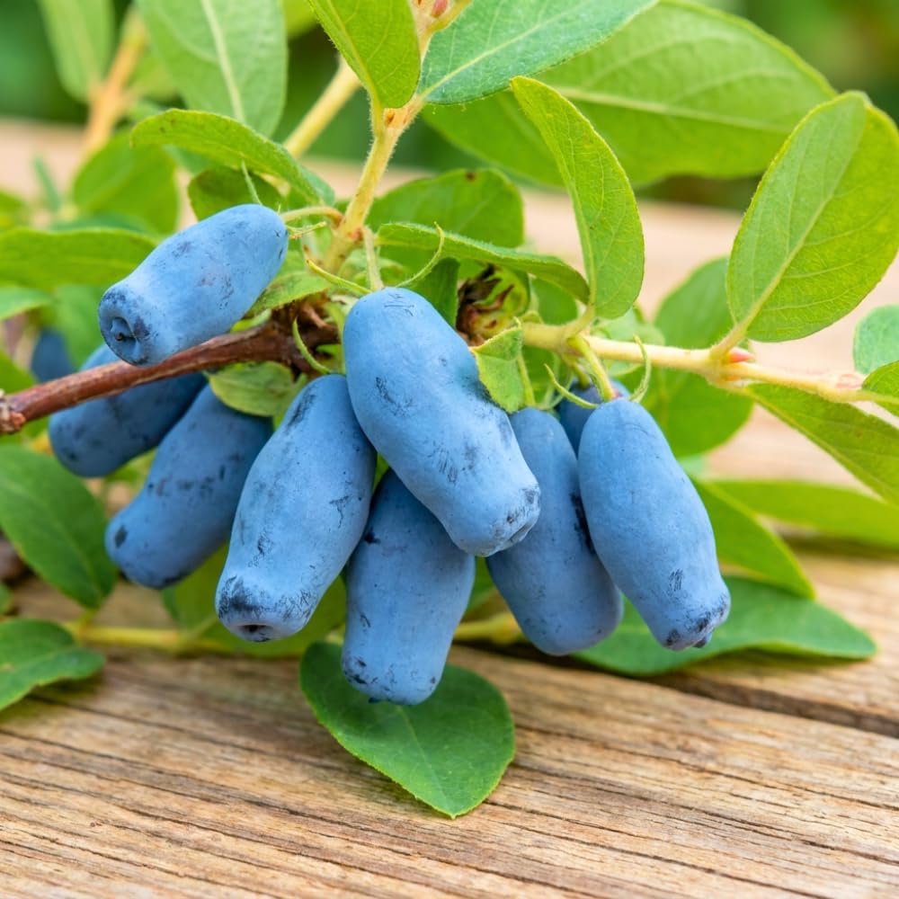 Blue Haskap Honeyberry Live Plant for Planting, Honeyberrie Plant Live 5-8 Inches Tall, Cold Hardy Fruit Bush for Home Garden