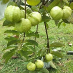 White Guava Tree Live Plant 1 Year Old Seedling, 6-10" Well Rooted, Ready to Bear Fruit Within 1-2 Years