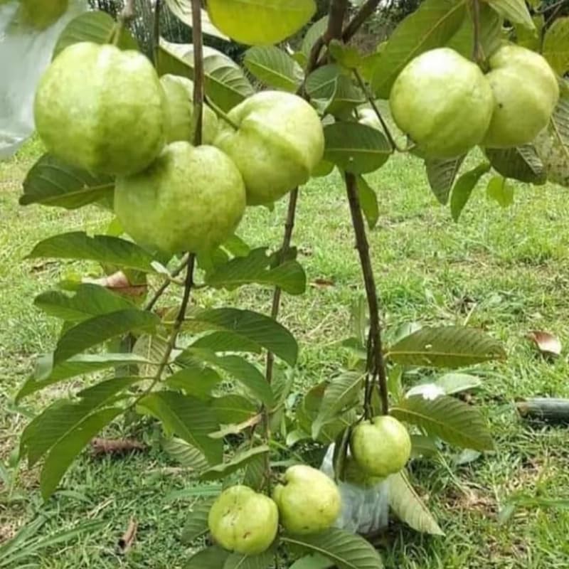 Fragrant Guava Tree Live Plant, Well Rooted 4"-10" in Tall, Tropical Fruit Guavas for Gardening, Zones 9-11 (White)