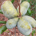 1 Paw Paw Tree Live Plant, Pawpaw Seedling Plants, 1 Year Old 6-15" Well Rooted, Common Pawpaw Asimina Triloba, No Leaf in Winter