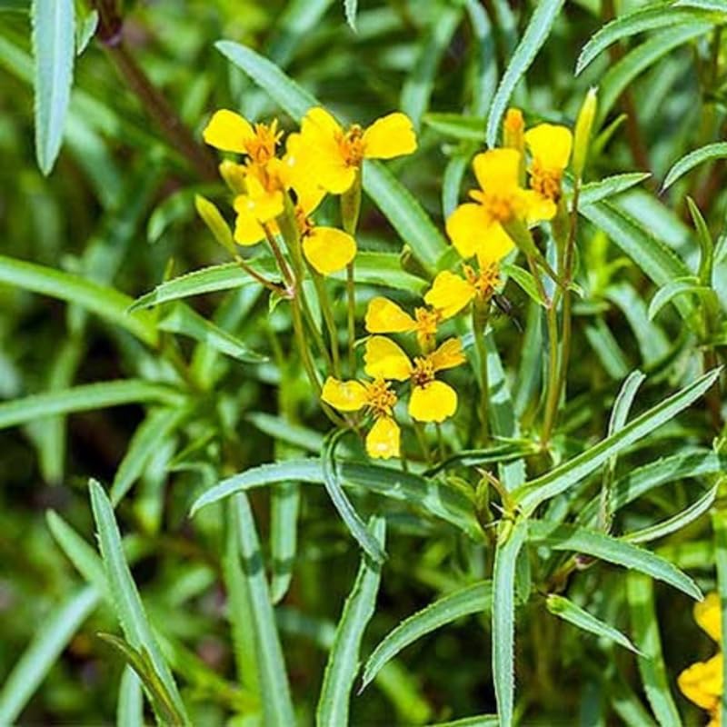 4 Tarragon Live Plants, Perennial Culinary Herb for Outdoor Garden, Raised Beds, Well-Rooted 4-8" Tall