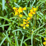 2 Texas Tarragon Plants Live, 4-9" Tall Mexican Mint Marigold Herb for Outdoor Garden, Well-Rooted