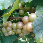 2 Bronze Grape Vines, 5-9 Inch Height, Cold Hardy Grape Plants Live Well-Rooted for Landscaping, Sweet Fruit Variety