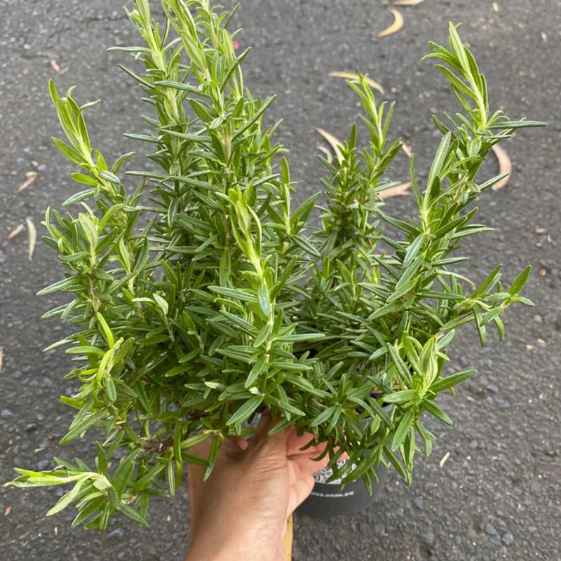 6 Rosemary Plants Live, Edible, Hardy Herb for Container and Garden Planting from 5 Inch Tall
