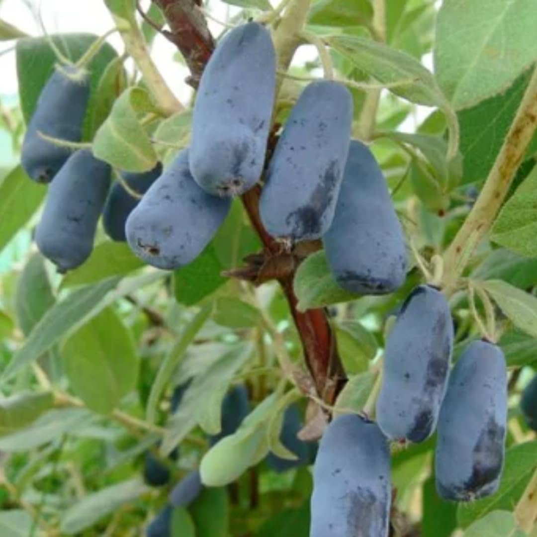 Blue Honeyberry Plant Live, Sweet Blue Honey Berry Tree, Perennial Haskap Plants, 6-8 Inch Tall for Planting