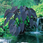 Black Colocasia Live Plant, 5 to 8" in Tall, Taro Elephant Ear Alocasia Esculenta Live Plant for Planting, Live Colocasia Houseplant