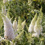 AVERAR 6 Months Old White Butterfly Bush Live Plant, Butterfly Bushes Ready to Plant Outdoor, Buddleia Plant Bush Shrub 5-7 Inches Tall, No Pot