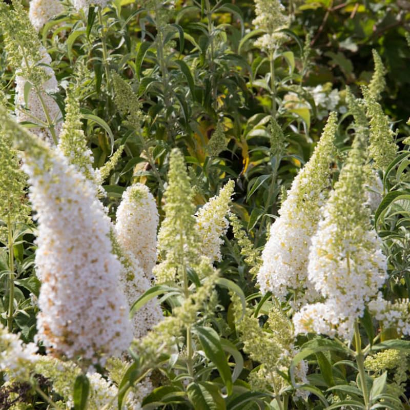 AVERAR 6 Months Old White Butterfly Bush Live Plant, Butterfly Bushes Ready to Plant Outdoor, Buddleia Plant Bush Shrub 5-7 Inches Tall, No Pot