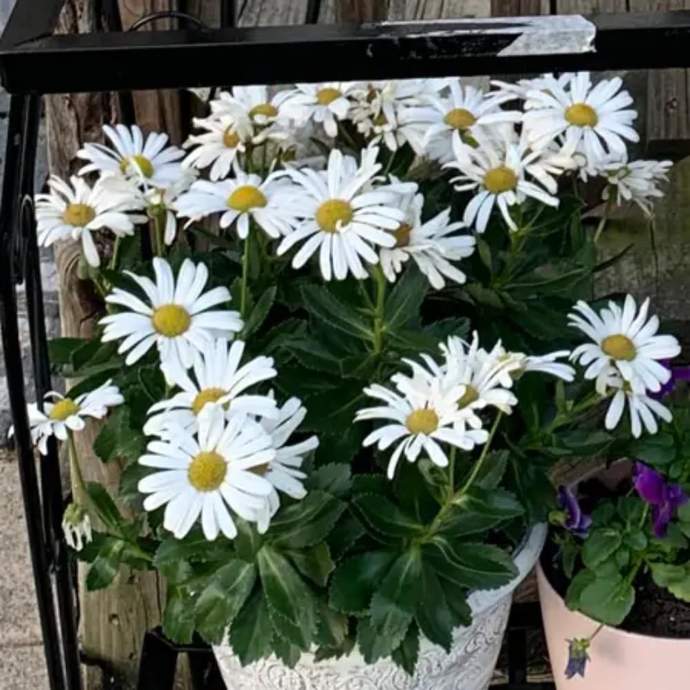 Set 2 White Daisy Plants Live, Perennial Daisy Flowers for Container and Garden Growing 4-8 Inches