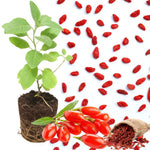Live Goji Berry Plant Bush for Planting, Goji Berry Ready to Plant, 4 to 10 Inc Tall, Come No Pot, Goji Berries Tree Plant Live