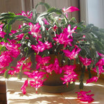 Christmas Cactus Plants Live, Thanksgiving Cactus Easter Cactus Like, 4-8 Inc Tall, Cold Hardy, Holiday Cactus for Indoor Outdoor Planting, Starter Size (Pink)