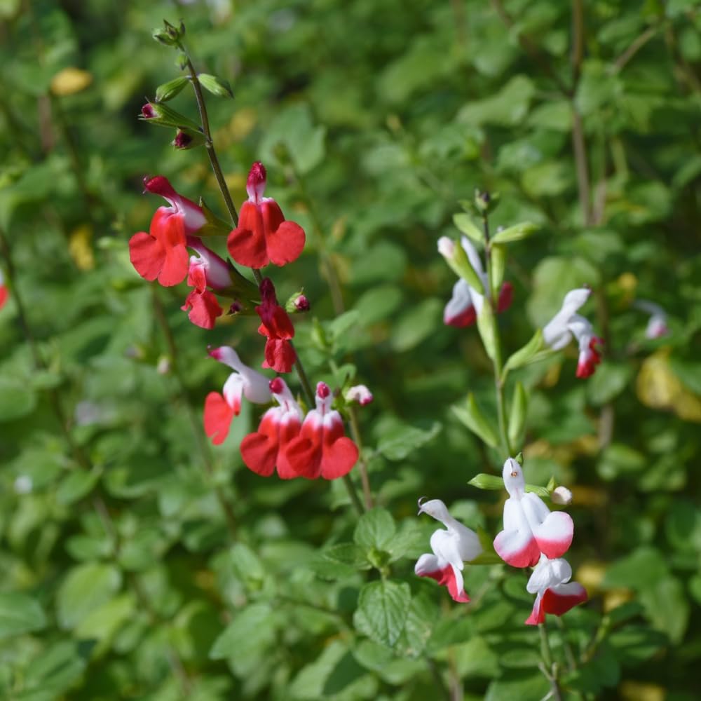 Hot Lips Salvia Plants, Fragrant Salvia Sage Plant in 4 Inch Pot, Perennial White Red Flower Plant, 4-8" Tall Plants