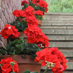 Set 5 Red Geranium Cuttings, 8-10 Inches Tall Geranium Plant Cutting for Planting, Unrooted