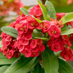 Euphorbia Crown of Thorns Plant, Red Crown of Thorn Plant Live, Succulent Houseplant 4-7 Inches