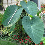 Jack Giant Colocasia Live Plant, 5 to 8" in Tall, Taro Elephant Ear Alocasia Esculenta Live Plant for Planting, Live Colocasia Houseplant