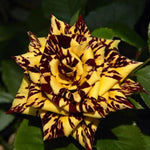 Striped Yellow Climbing Rose Live Plant, 6 Months Old Starter, Fragrant Purple Climbing Roses for Planting Outdoor, No Pot