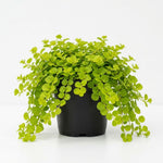 Creeping Jenny Live Plant, Creeping Jenny Plant in Pot, 4-6 Inches Tall, Ground Cover for Hanging Baskets, Containers and Raised Beds