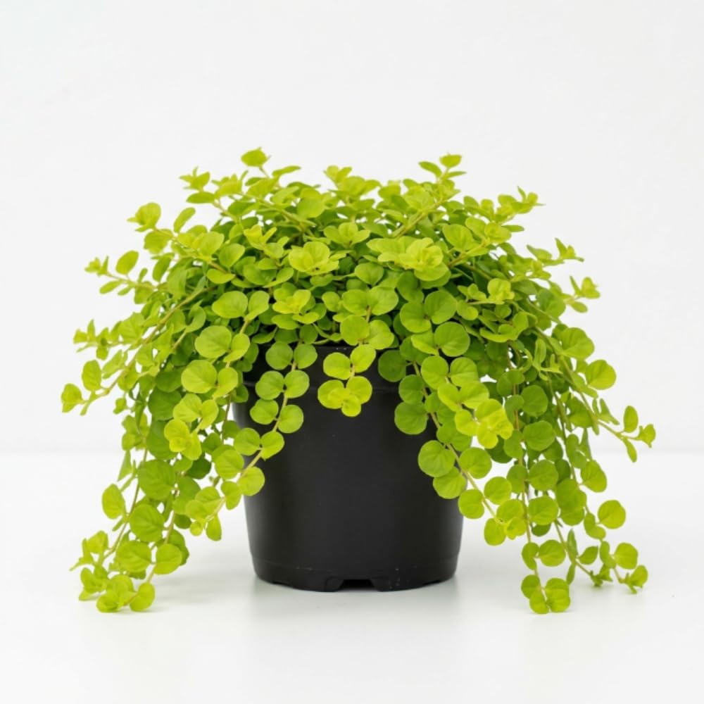 Creeping Jenny Live Plant, Creeping Jenny Plant in Pot, 4-6 Inches Tall, Ground Cover for Hanging Baskets, Containers and Raised Beds