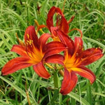 Set 10 Orange Daylily Bulbs for Planting, Hardy Perennial Lily Roots for Colorful Summer Blooms