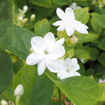 2 Maid of Orleans Jasmine Live Plants, Fragrant Flowering Shrubs, 4-6" Tall