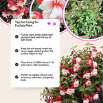 Red Fuchsia Plant Live 4'' Pot, Hardy Flowering Fuchsia Starter 3-6'' Tall, Hanging Basket or Patio Garden Plants, 2 Plants per Pot