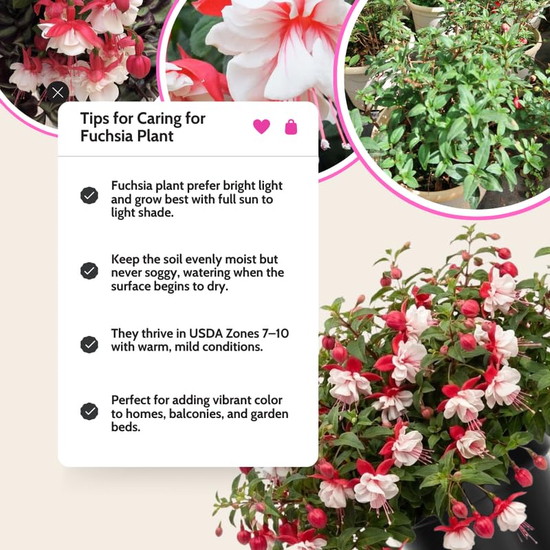 Red Fuchsia Plant Live 4'' Pot, Hardy Flowering Fuchsia Starter 3-6'' Tall, Hanging Basket or Patio Garden Plants, 2 Plants per Pot