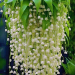 5 Lily of The Valley Roots, White Lilies of The Valley Flower Bulbs, Indoor Outdoor Planting