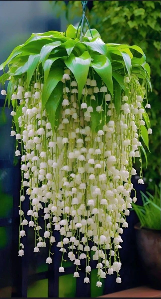 5 Lily of The Valley Roots, White Lilies of The Valley Flower Bulbs, Indoor Outdoor Planting