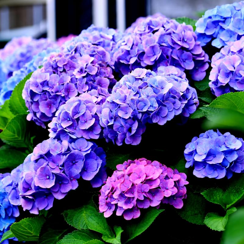 Hydrangea Plant Live Tree, Blooming Garden Bush Hardy Hydrangea Shrub, Deep Purple to Blue Pink Flowering Plant Indoor Outdoor Well-Rooted 5-9 Inc Tall, Stater Plant
