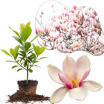 Jane Magnolia Tree Live Plant in 2.5 Inches in Pot, Starter Plant, Fragrant Perennial Ornamental Plants Shrub for Outdoor Garden