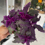 2 Gynura Purple Passion Plants Live, Gynura Aurantiaca Velvet Plant 4-7 Inches Tall for Home and Office, No Pot