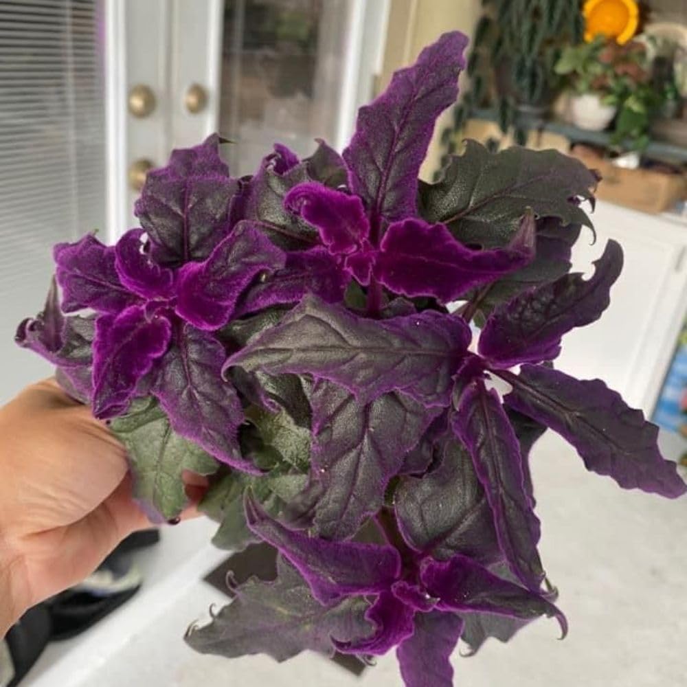 2 Gynura Purple Passion Plants Live, Gynura Aurantiaca Velvet Plant 4-7 Inches Tall for Home and Office, No Pot