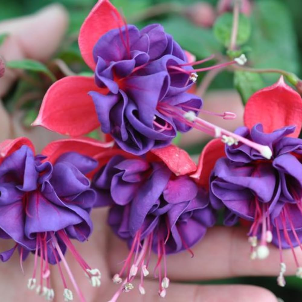 2 Fuchsia Live Plants, Fuchsia Flower Perennial for Outdoor Garden 3 to 5 Inches (Purple Blue)