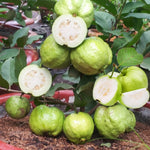 1 Year Old White Guava Tree for Planting, 12"-16" Height in Half Gallon Pot, Sweet Guava Trees Fruit for Gardening