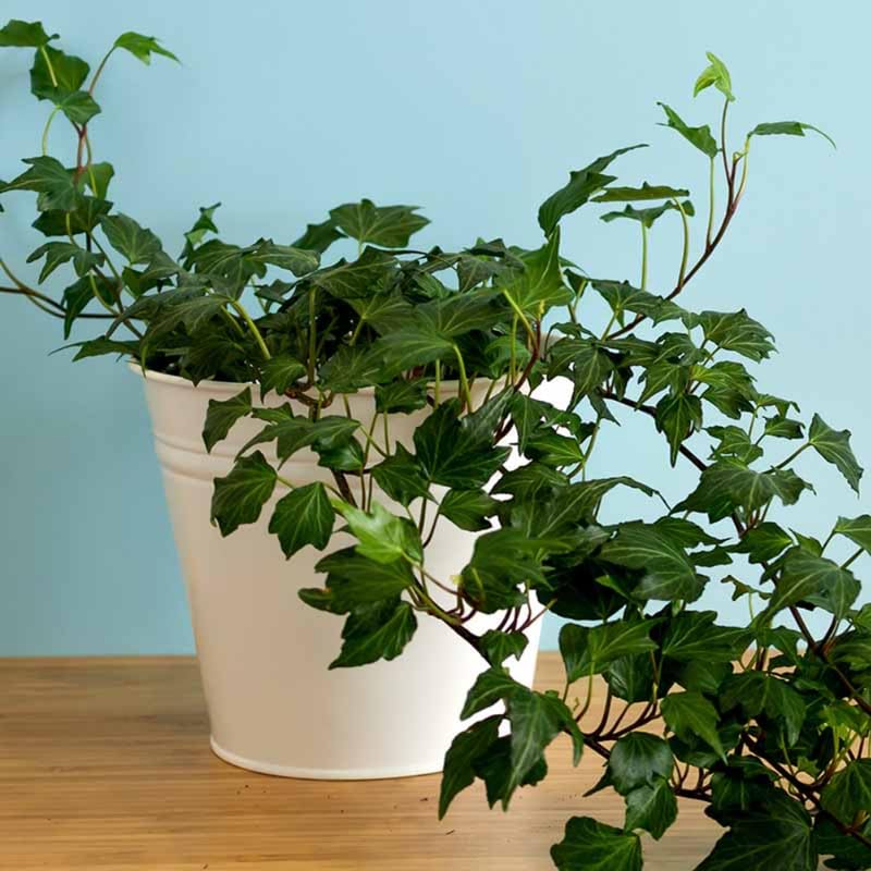 English Ivy Plant Live, Hardy Ground Cover, Ivy Climbing Vine Starter 4 Inch Pot