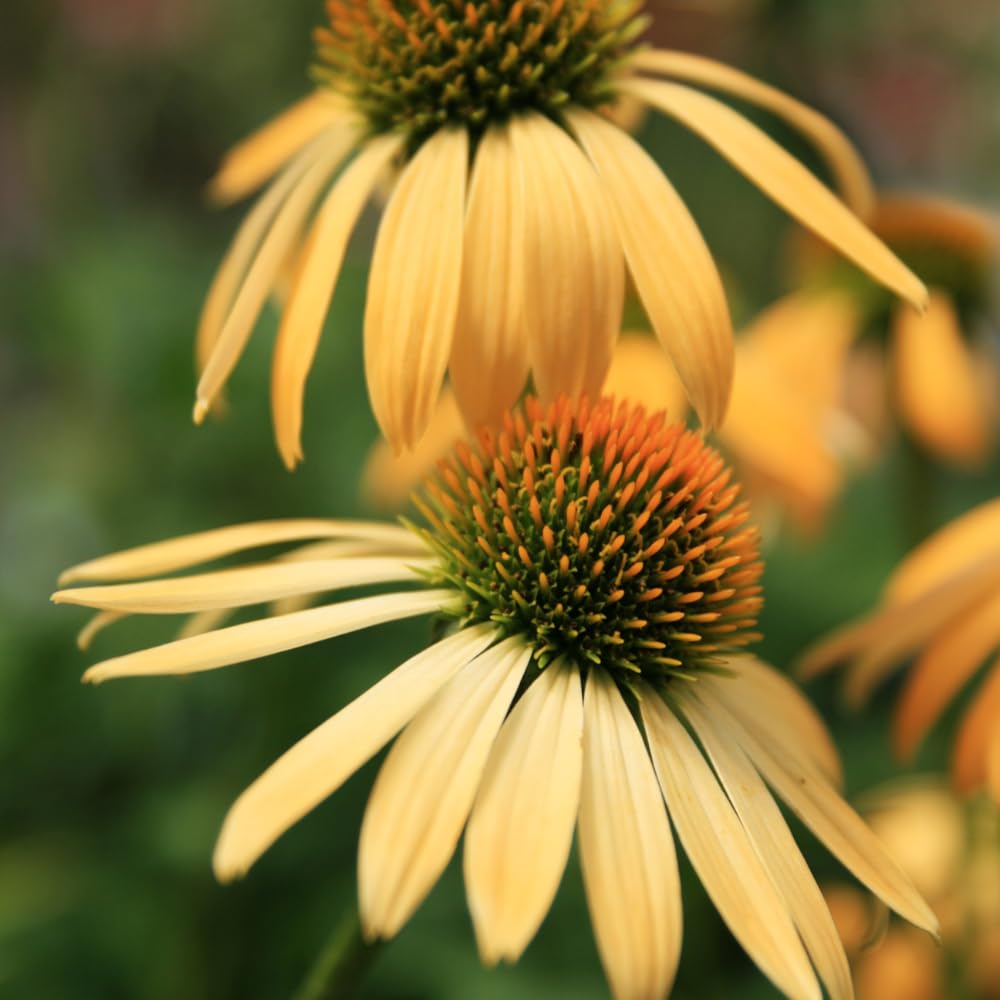 3 Yellow Coneflower Plants Live, Flowering Echinacea Perennial Plant Roots, 4-6 Inches