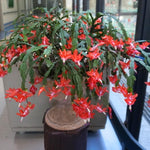 2 Orange Christmas Cactus Plants Live, Starter Holiday Cactus Plant for Indoor Outdoor Houseplants, Fasle and Easter Cactus Plants Like, Cold Hardy, 5-9" in Tall, No Pot