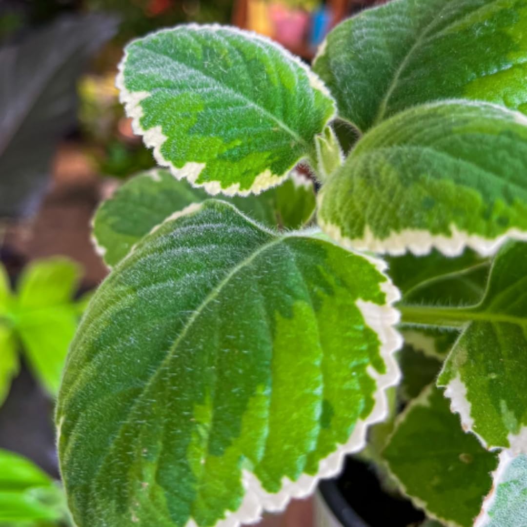 4 Cuban Oregano Live Plants, Live Cuban Oregano Plant, 3 to 5 Inc Tall, Variegated Mexican Mint Plant, Spanish Thyme Herb Plant