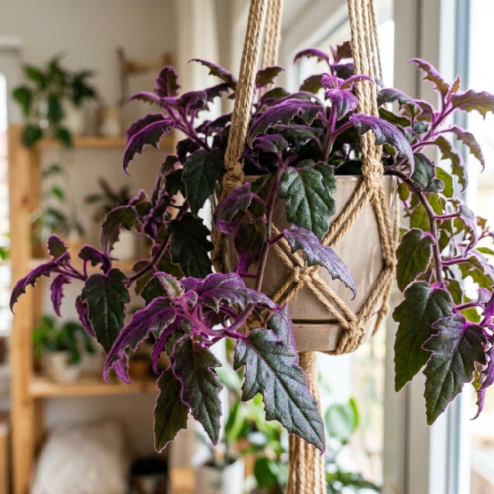 Purple Passion Plant, Gynura Purple Passion Plant Live, 4-6 Inc Tall, Easy Care Houseplant for Home and Office Decoration