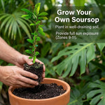 Soursop Live Plant, Tropical Soursop Fruit Tree 5-8'' Tall, Annona Muricata Tree for Growing Outdoor