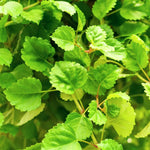 Set 4 Plectranthus Swedish Ivy Plants Live Houseplant, in 4 Inch Pot, Swedish Ivy Live Plants, 4 to 6 Inch Tall, Swedish Ivy Vine (Green Swedish Ivy)
