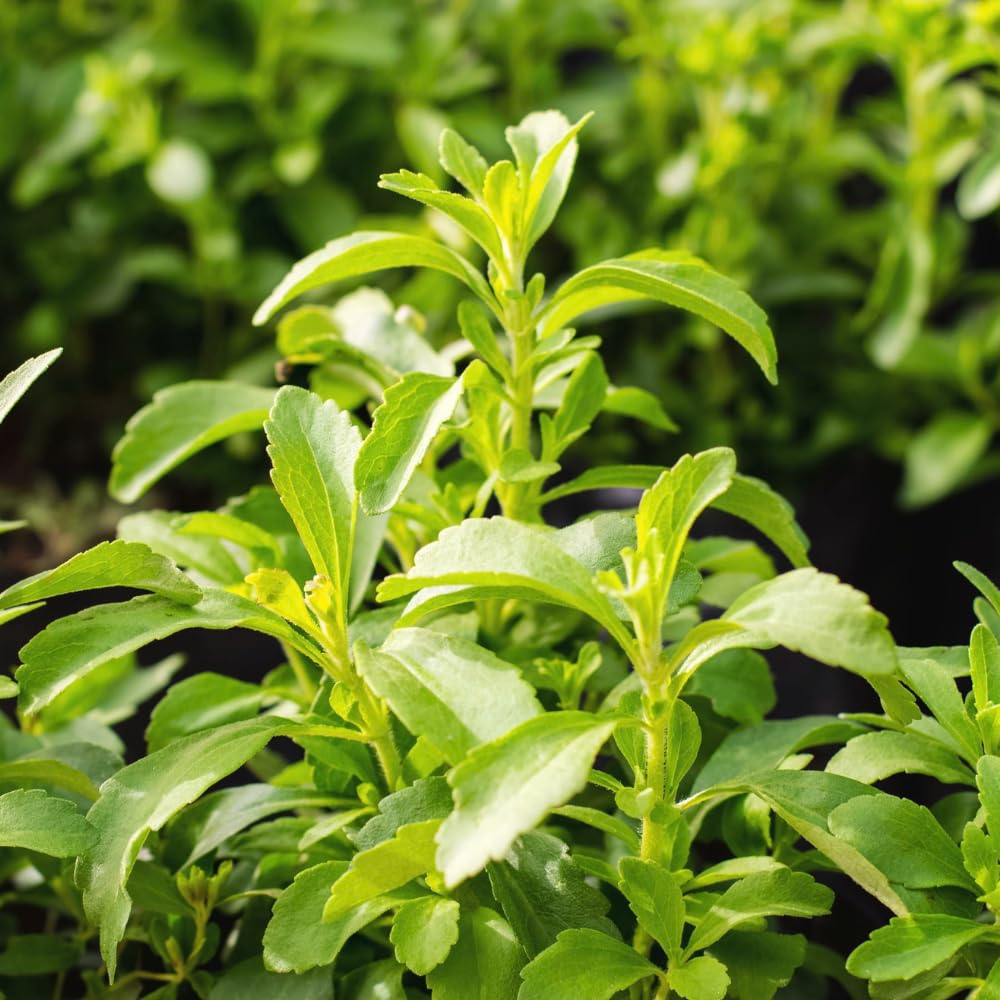 2 Stevia Plants Live for Planting Indoor Outdoor, 4-6 Inch Tall, Sweet Stevia Mint Herb, in Pot