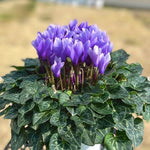 2 Purple Cyclamen Plants Live in 4" Pot, Already Bloom in Vibrant Color, Easy to Care for Indoor or Garden Flowering Houseplant