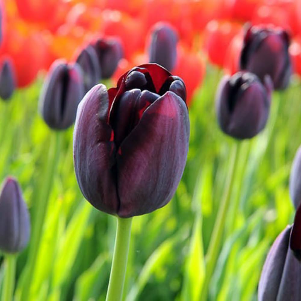 Common Black Tulip Bulbs, Vibrant Spring Blooms for Garden Beds and Containers, 10 Bulbs per Pack (Common Black)