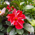 3 Mandevilla Plants Live, 5-10” Tall Flowering Mandevilla Vines for Trellis, Outdoor Patio, Garden Pots, Trailing Mandevilla Seedlings (Stripes Mandevilla)