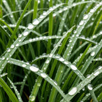 Pack of 3 Mondo Grasses Plant, Ornamental Grass Live Plants, Perennial Grass Plant, 3-5 Inc Tall, Ground Cover, Hardy Ornamental Grass for Shade Garden Landscaping