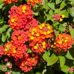 2 Red Lantana Plants Live, Colorful Perennial, Long-Blooming and Very Hardy, Size 5 to 12 Inches in Tall, Well-Rooted, Outdoor Planting