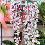 Ceropegia Woodii Variegated String of Hearts Live Plant, in Pot, Trailing Succulent Plant, Hanging Vine Live Indoor Houseplant