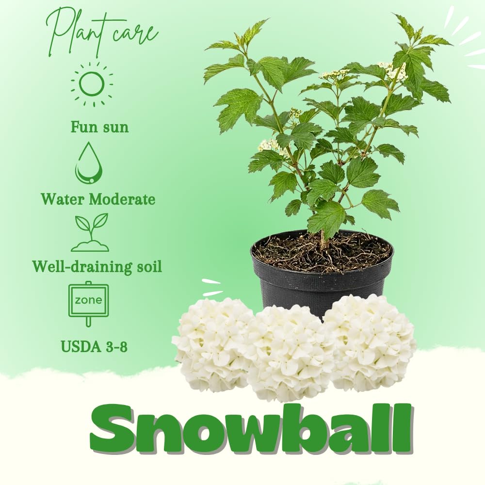 Snowball Viburnum Plant Live 10-12 Inch Tall, White Snowball Bush Live in Pot, Fragrant Flower for Outdoor Gardening